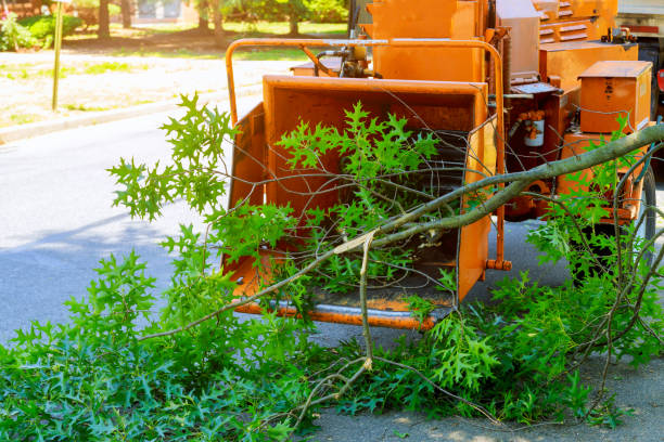 Best Professional Tree Care  in Littlefield, TX